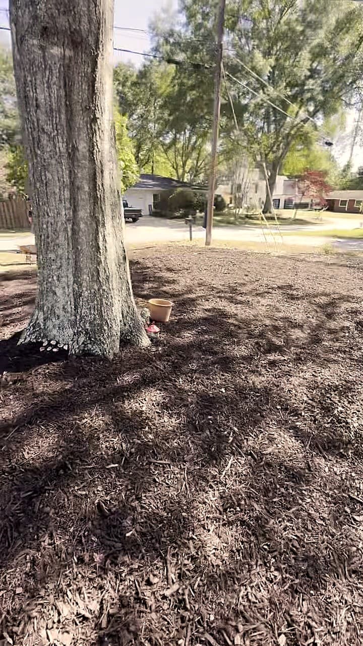 Fresh dark mulch spread clean around a large tree in a north Atlanta front yard